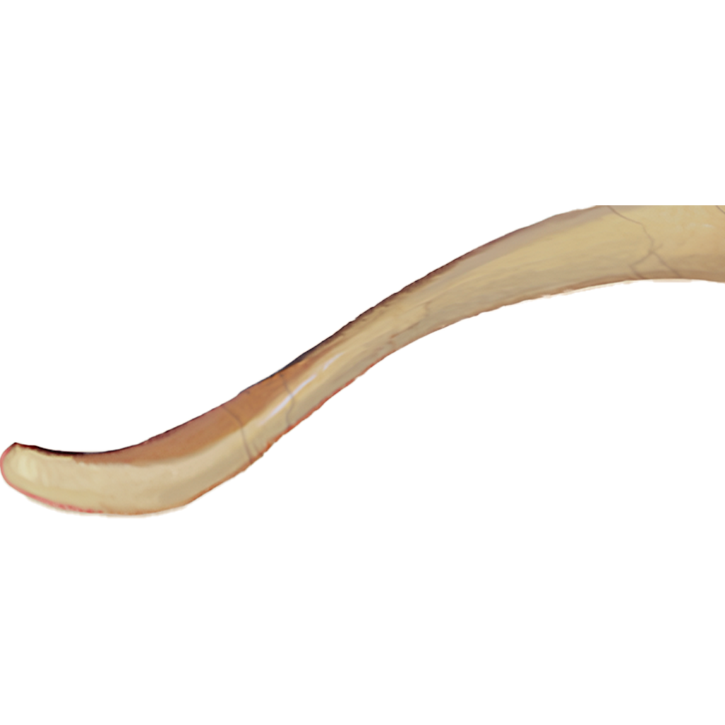 Sacred Tentacle
